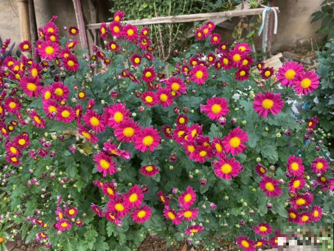 难养活的8种花，在家里养不好，扔门口反而呼呼开花