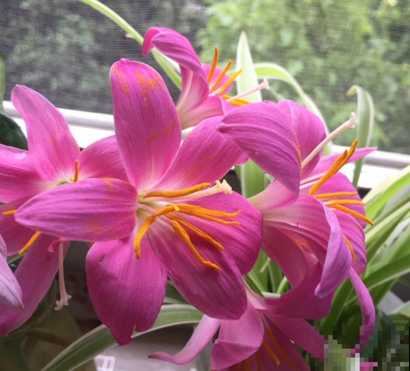 买花切忌跟风,适合自己的植物,才是最好的 买花切忌跟风,适合自己的植物,才是最好的