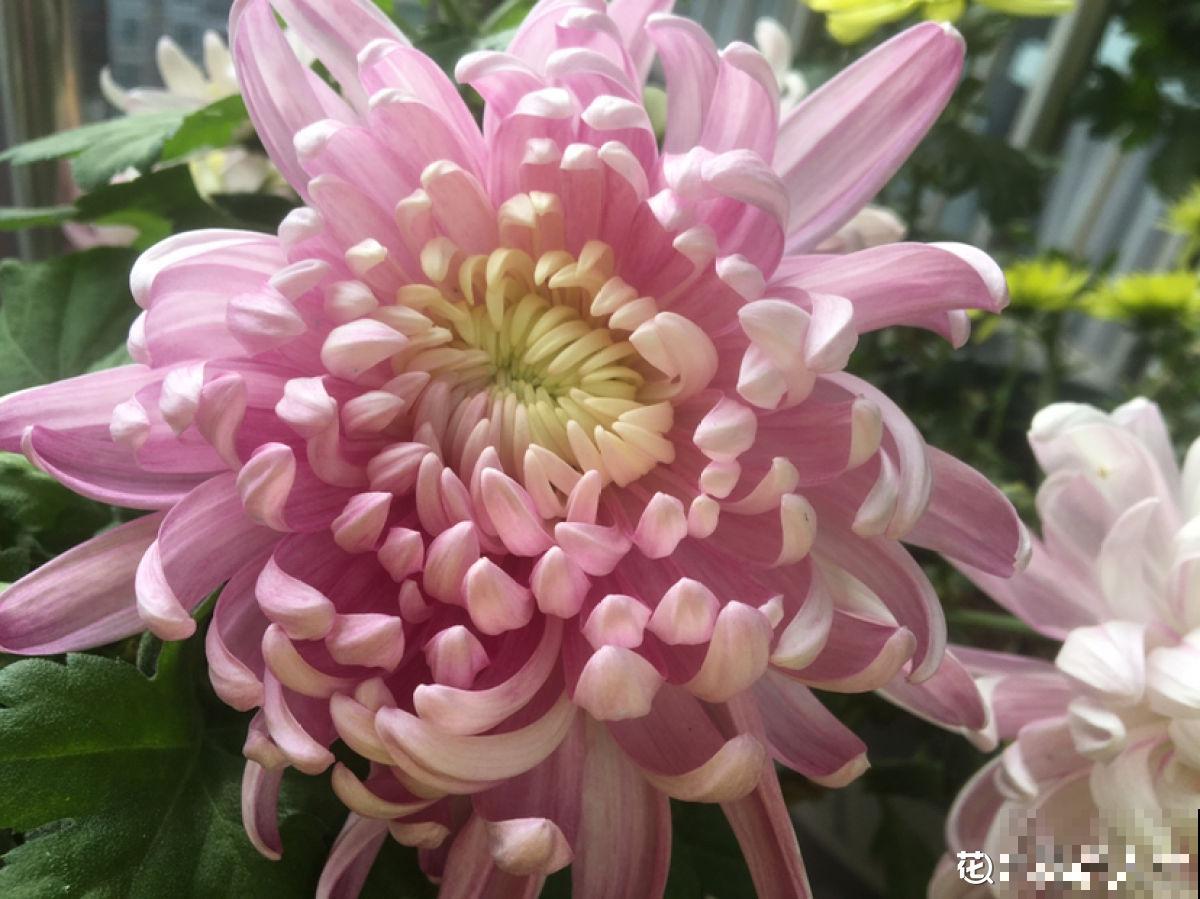 秋菊开花“黄金一片”，这个月养正合适，谁养谁赚便宜