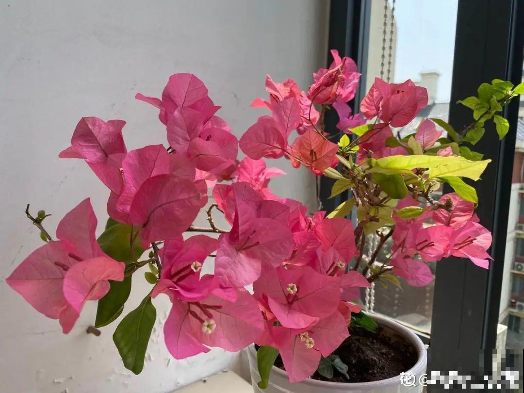 9个开花劳模，施肥不能停，不然越养越差劲