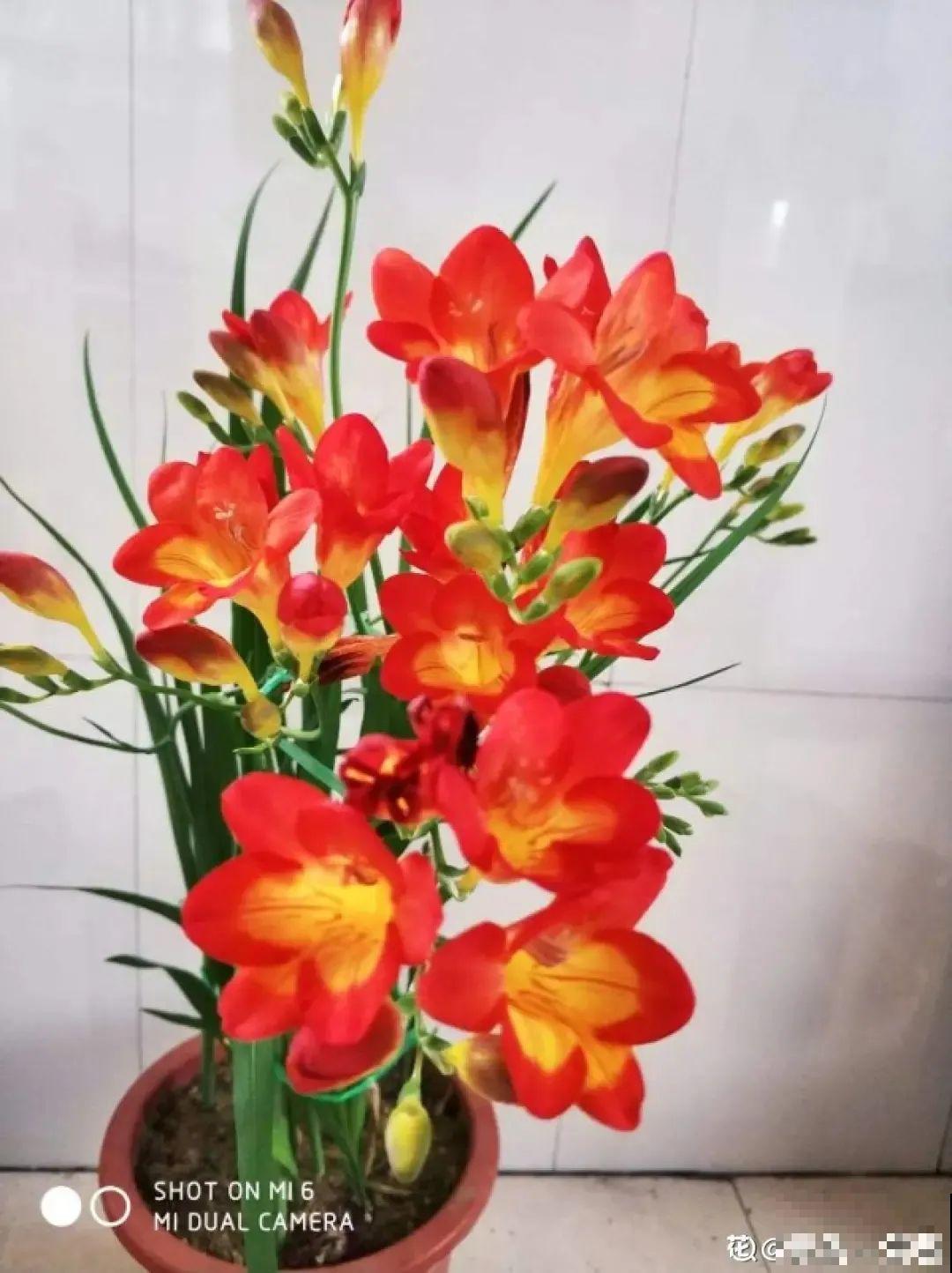 开花超香的香雪兰，夏天叶子全黄了，挖出满盆小球，大丰收！