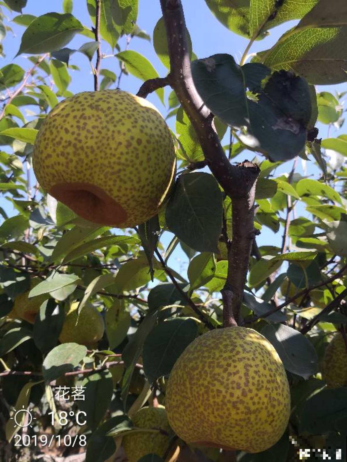 山东也是水果之乡！5种山东特色水果，你吃过几种