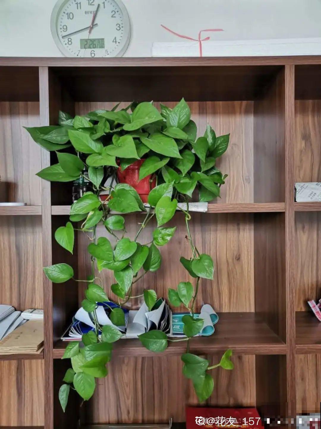 夏天养绿萝，注意4个要点，嗖嗖蹿个子，长成绿窗帘