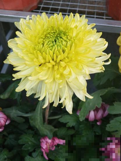 秋天养盆“千朵花”，满盆都是花苞，热热闹闹特好看