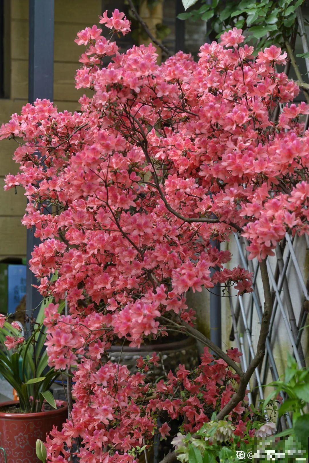 有个小院种种菜,养点花草,忘记半生喧嚣 有个小院种种菜,养点花草,忘记半生喧嚣