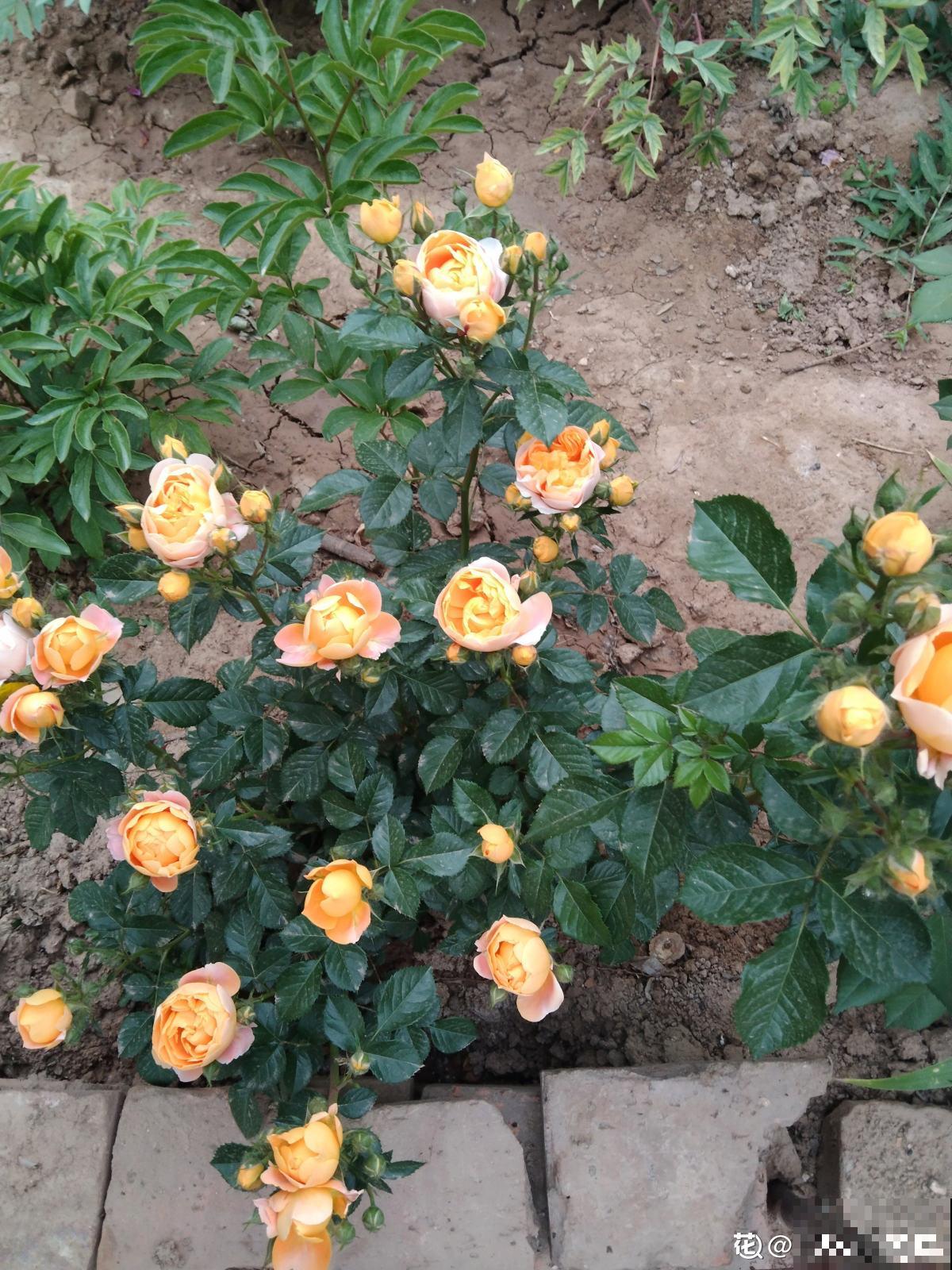 植物中的“变脸怪”,一天的时间就变色,究竟是为啥 植物中的“变脸怪”,一天的时间就变色,究竟是为啥