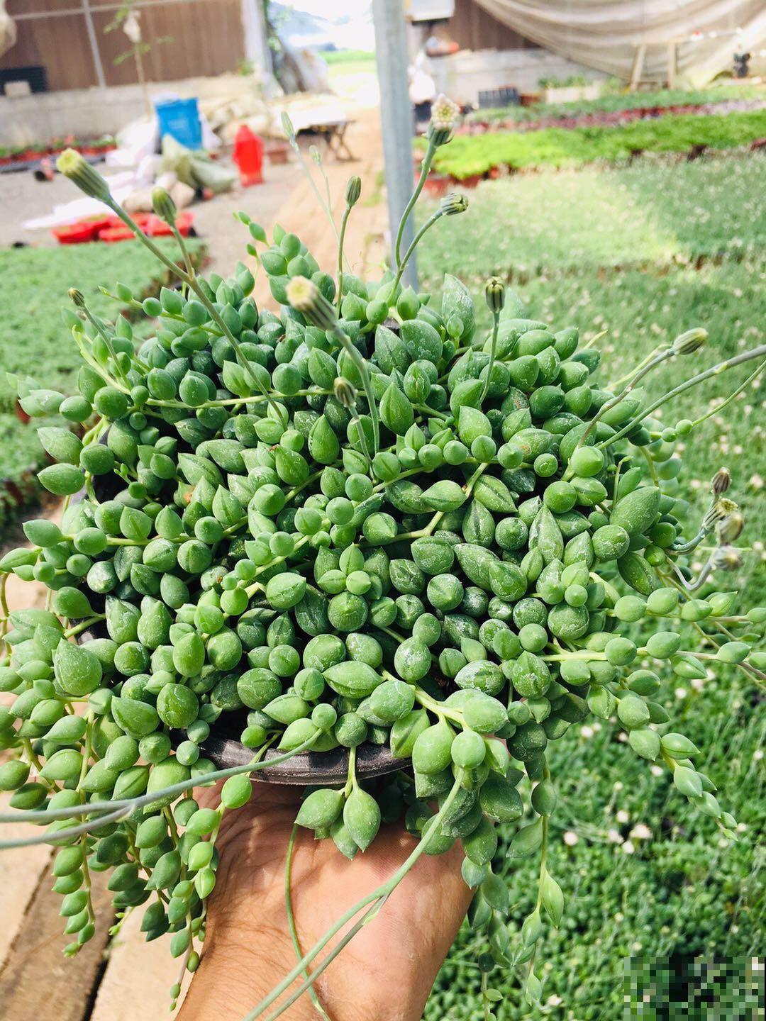 净化空气一把手,这5种植物家中常备,没有的赶紧抱回家 净化空气一把手,这5种植物家中常备,没有的赶紧抱回家