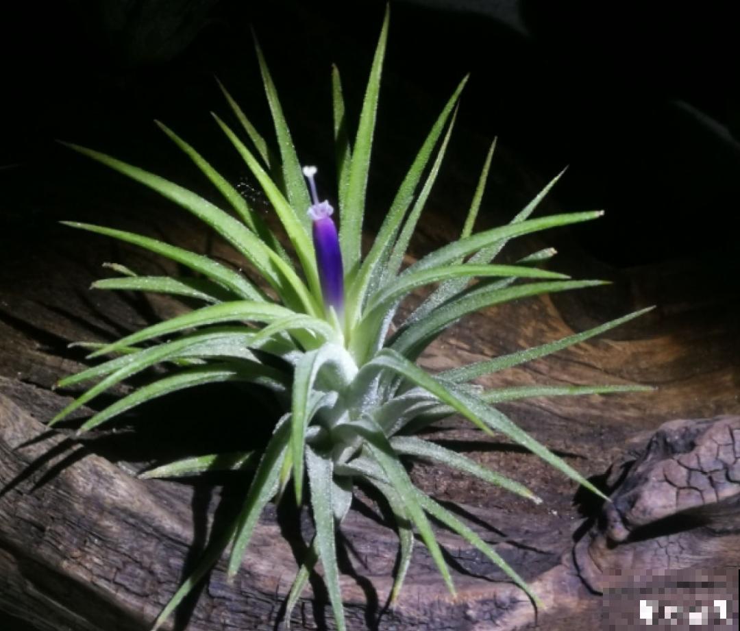 15种花,养在家里有气质,好养又健康 15种花,养在家里有气质,好养又健康