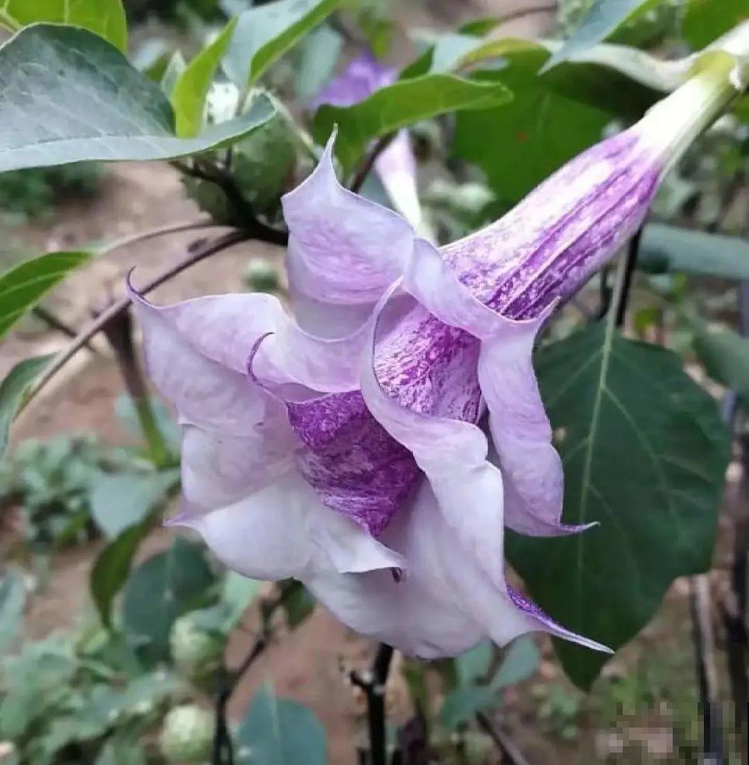 路边的有毒果，被老人捡回家吃，真吓人