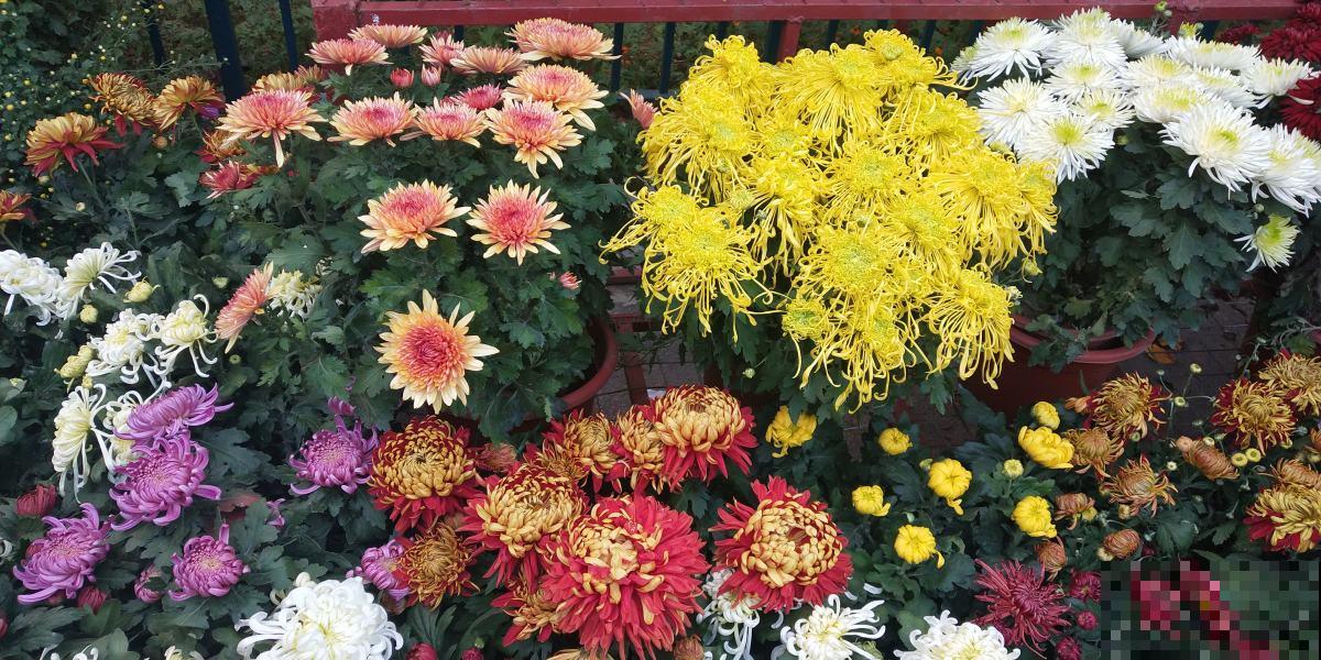 秋天养盆“千朵花”，满盆都是花苞，热热闹闹特好看