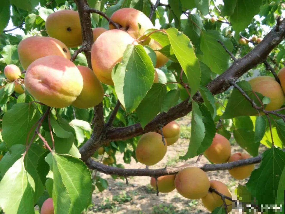 前不栽桑，后不栽柳，院中不种“鬼拍手”，是迷信还是智慧？