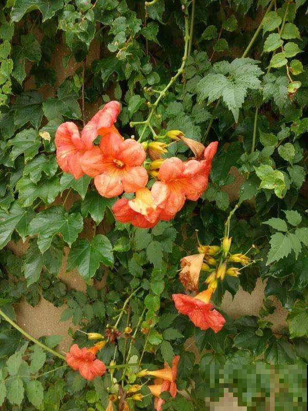 院子里养棵凌霄花,嗖嗖爬上墙,满枝条都是花 院子里养棵凌霄花,嗖嗖爬上墙,满枝条都是花