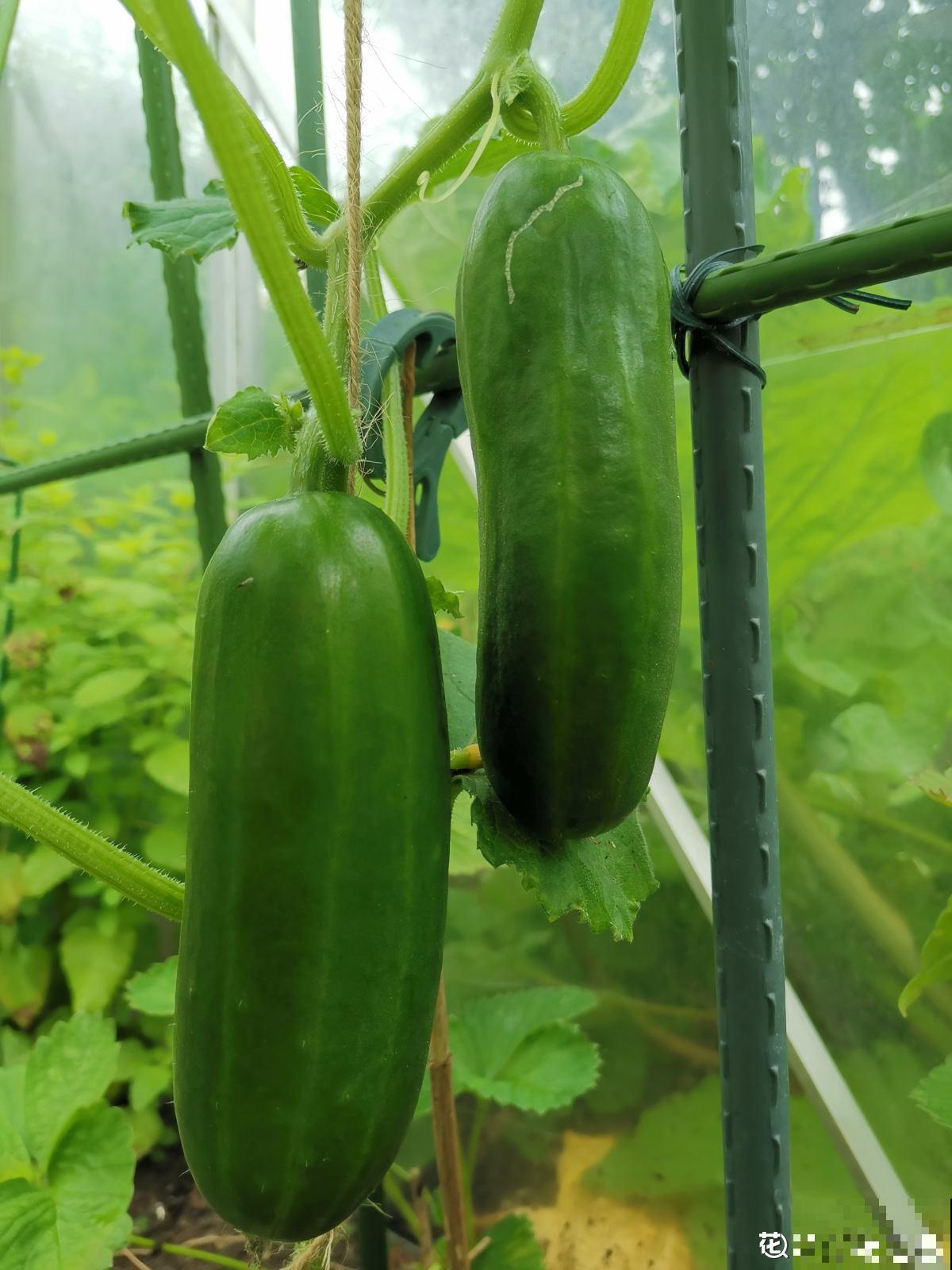 黄瓜养腻了，换一换水果黄瓜，养法相似，营养更高