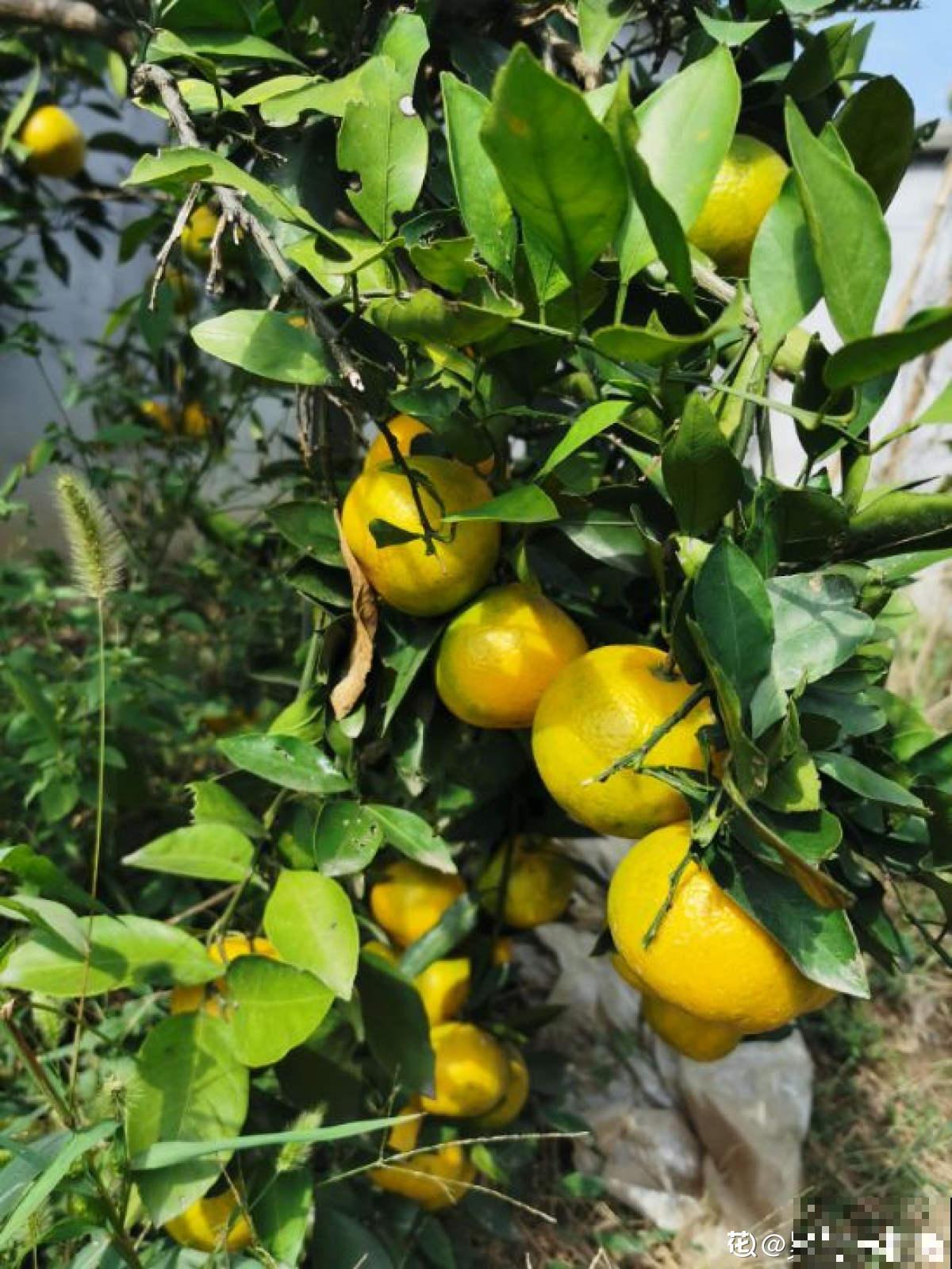 门口桔子树总出毛病，解决5个问题，还能为你送“桔”祥