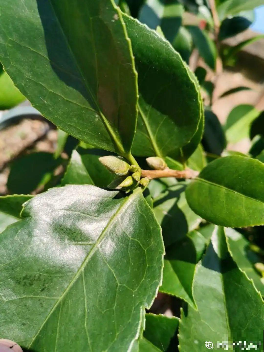 初秋8种花不能剪，轻则不开花，严重可能剩空盆