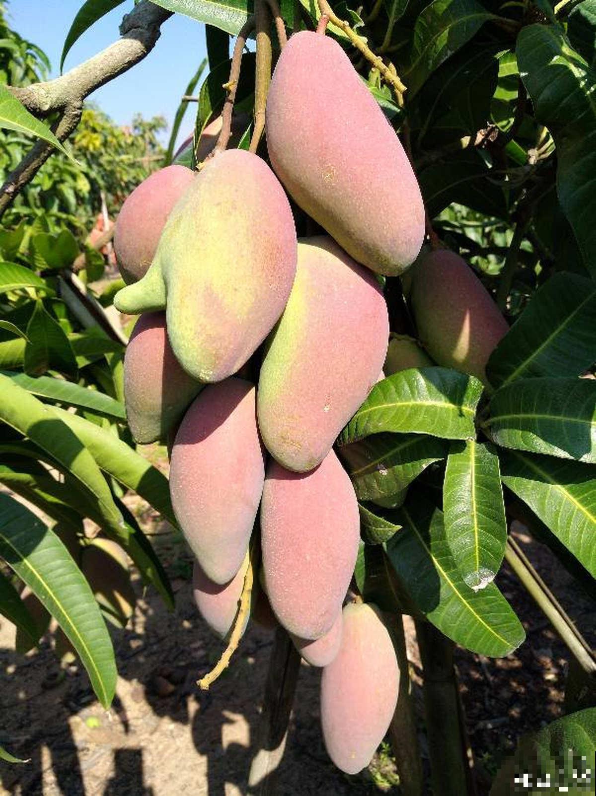 不用买种子，吃完就能种，还你一棵芒果树