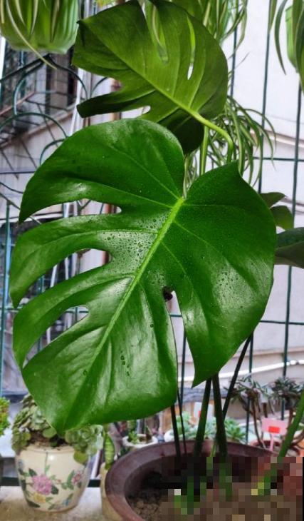 养花用点“酸酸水”,花长得特旺,叶子绿得直滴油 养花用点“酸酸水”,花长得特旺,叶子绿得直滴油