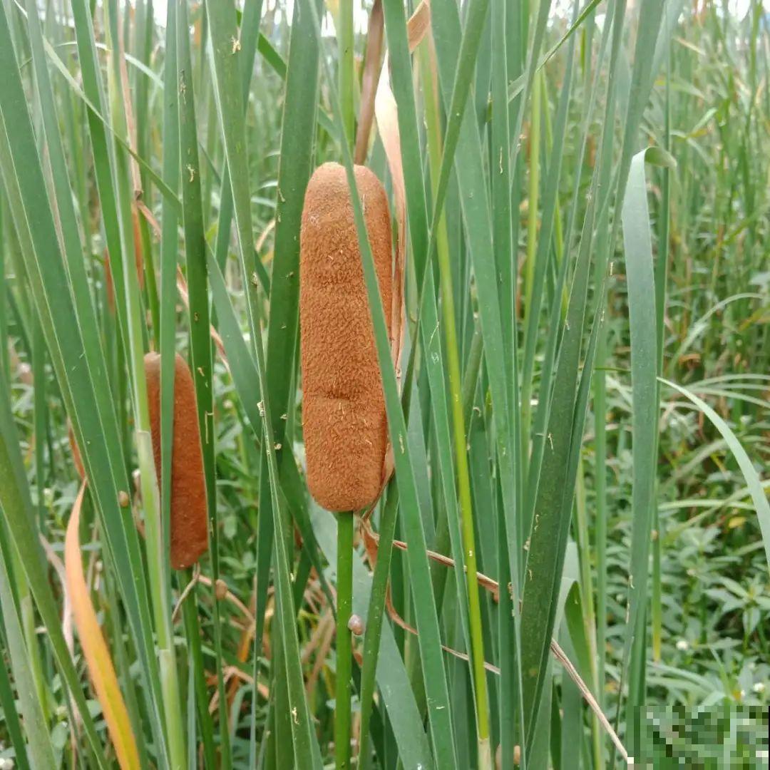 水塘边长出的“烤肠”,原来叫香蒲,毛茸茸特好玩 水塘边长出的“烤肠”,原来叫香蒲,毛茸茸特好玩