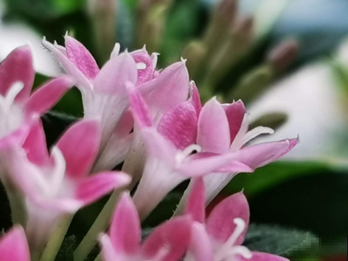 老婆在家养花,老公受不了了,养花还是要有个“度” 老婆在家养花,老公受不了了,养花还是要有个“度”