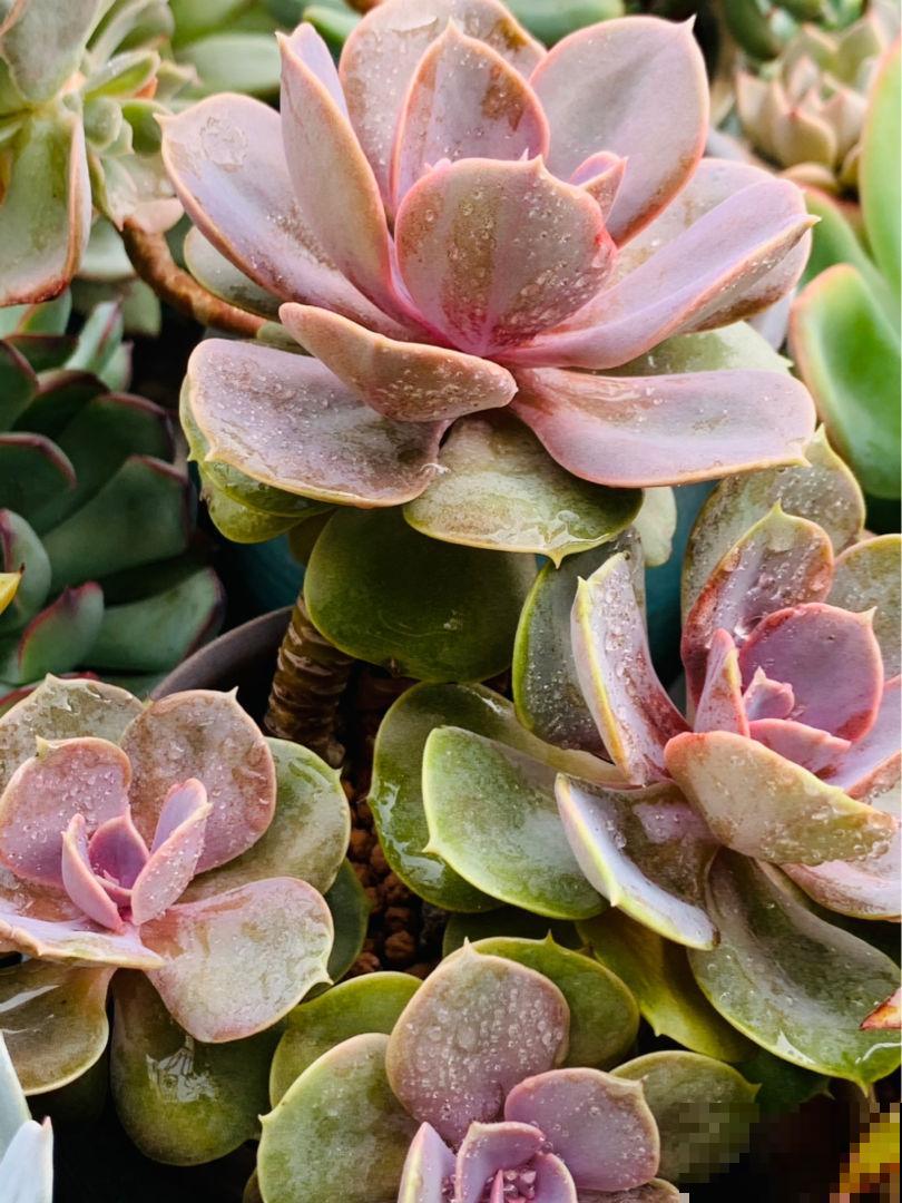 老婆在家养花,老公受不了了,养花还是要有个“度” 老婆在家养花,老公受不了了,养花还是要有个“度”