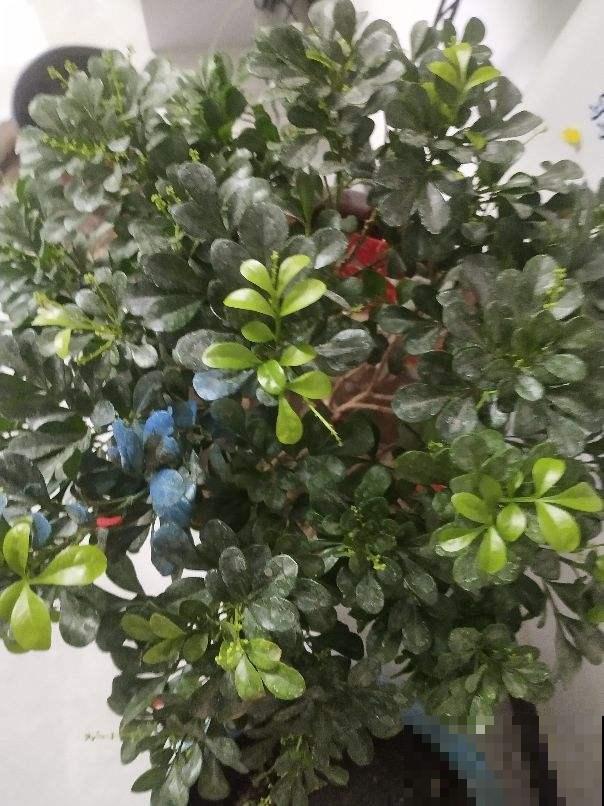 夏天给花浇水有门道，记住浇水“3个坑”，避免植物黑腐