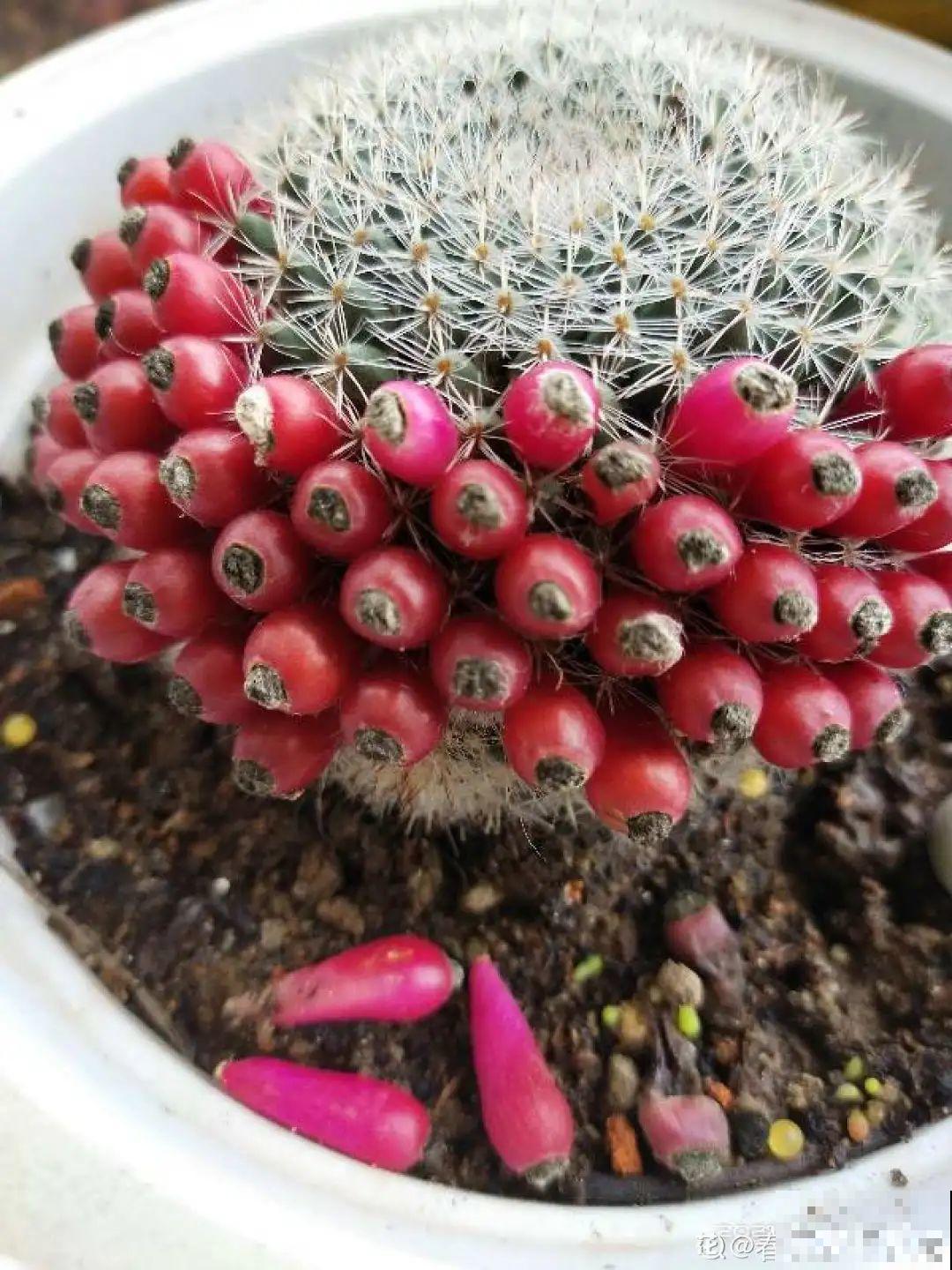 10种花开完不要剪，等20天之后，1盆变多盆