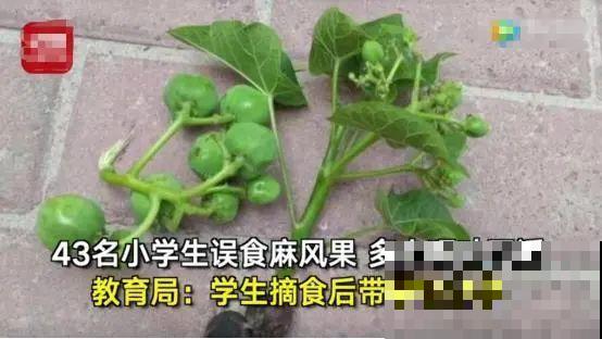 路边的有毒果，被老人捡回家吃，真吓人