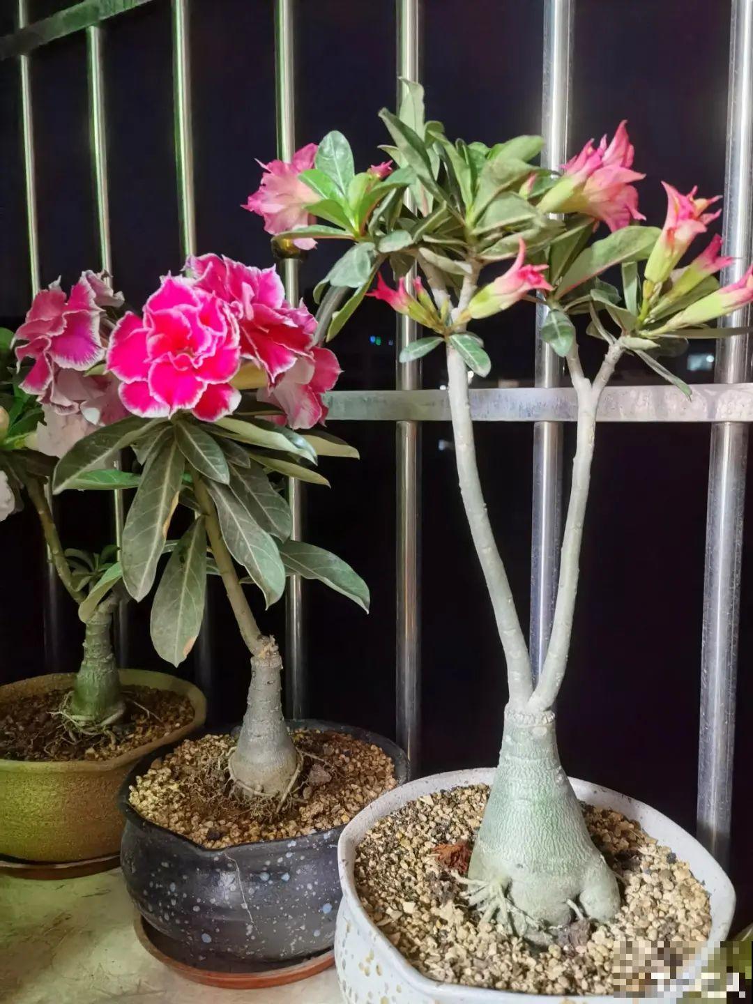 虎皮兰浅盆养，小芽嗖嗖冒，满盆都是新芽