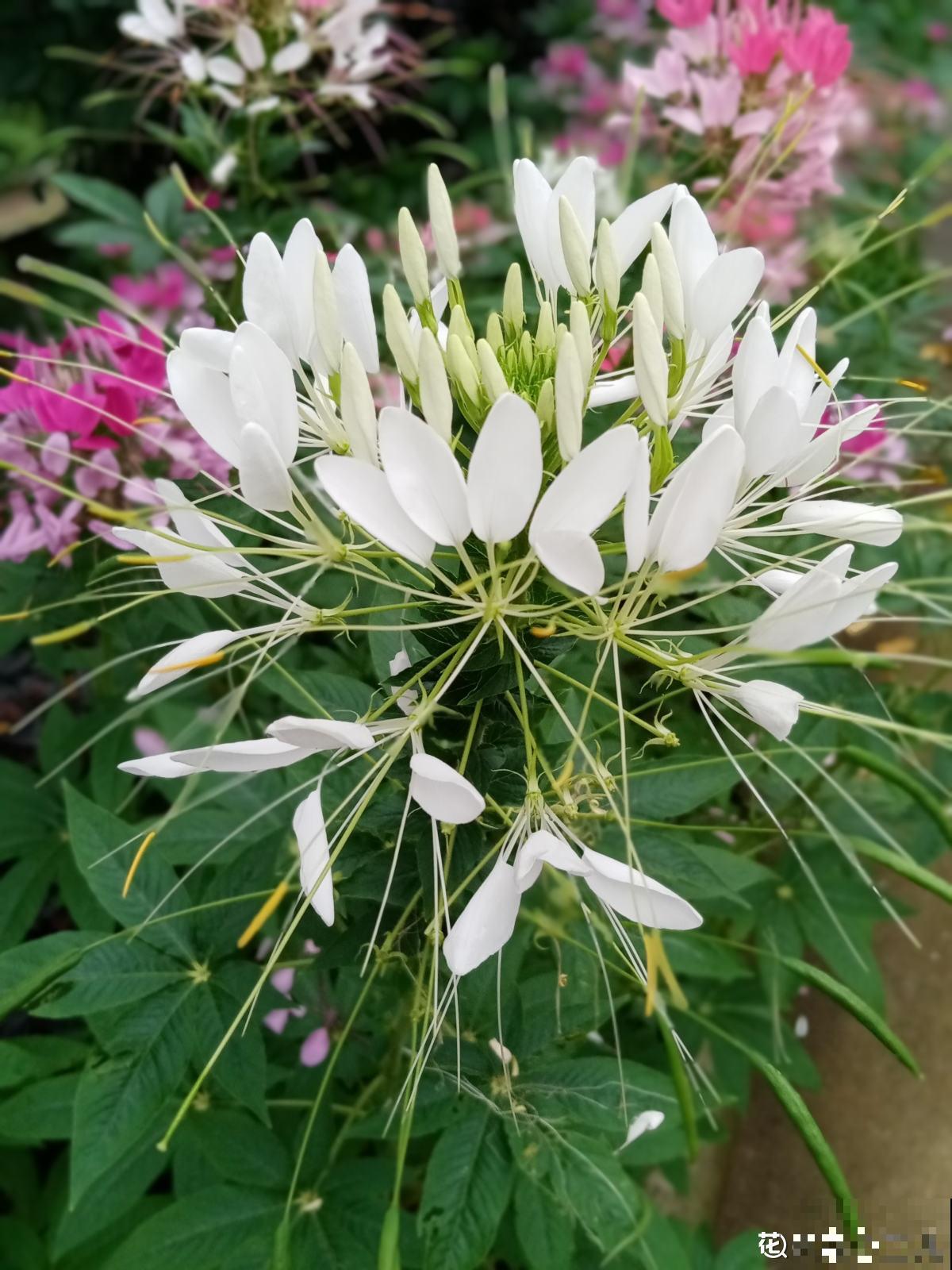 有“商业价值”的植物,绿化带里天天见,不愧是“有颜有市场” 有“商业价值”的植物,绿化带里天天见,不愧是“有颜有市场”