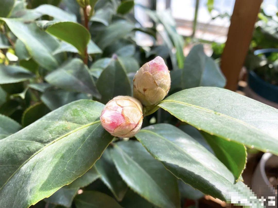 9种花，天热也要施肥，否则活不长，越养越差劲