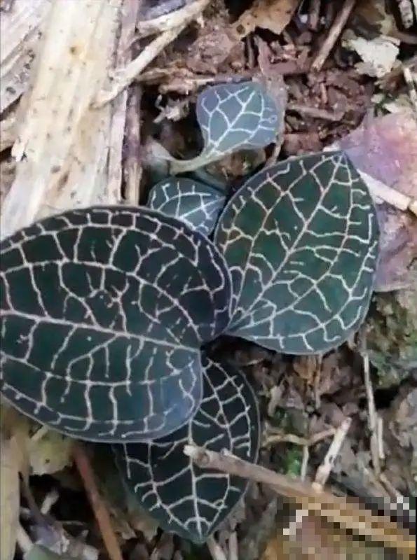 看到稀奇花，不认识的别去挖，可能会触犯法律