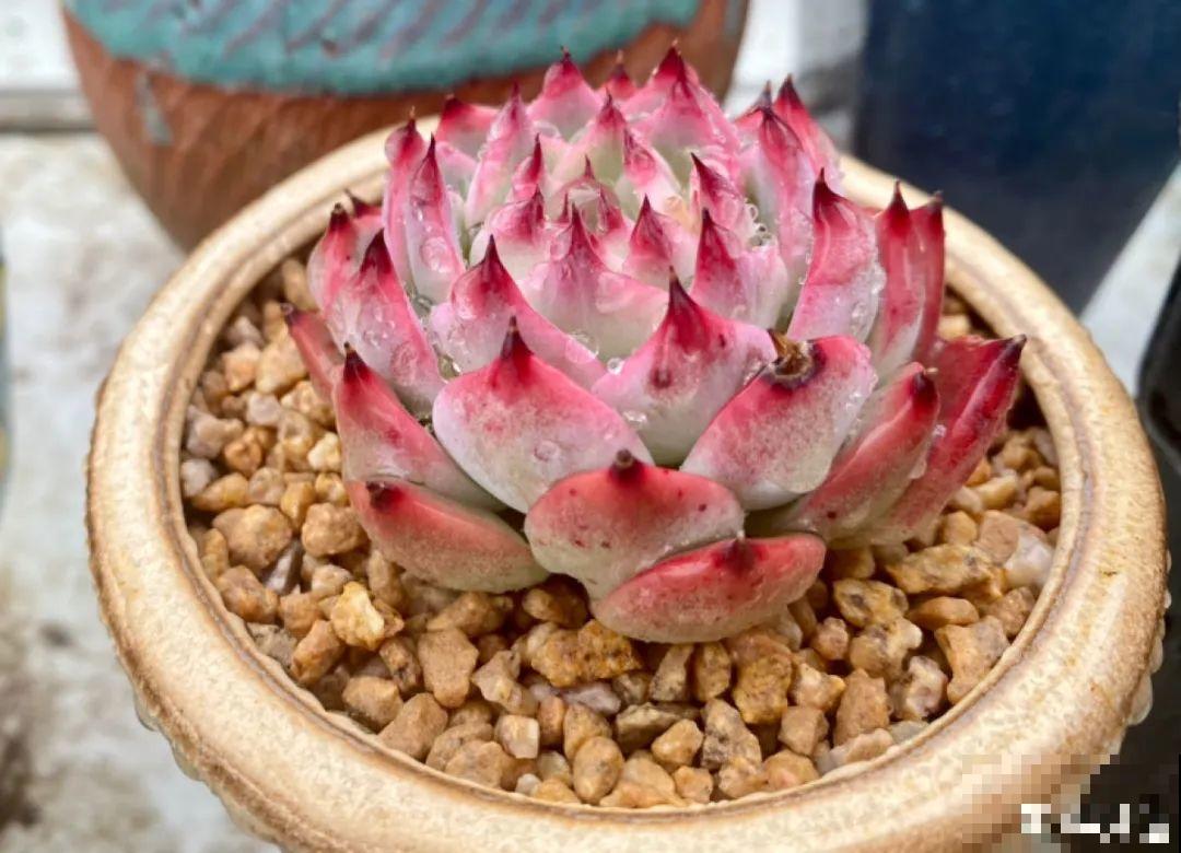 6种多肉，夏天不休眠，而且疯狂生长