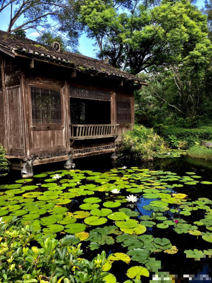 植物搬出门，痛快淋场雨，植物越来越旺