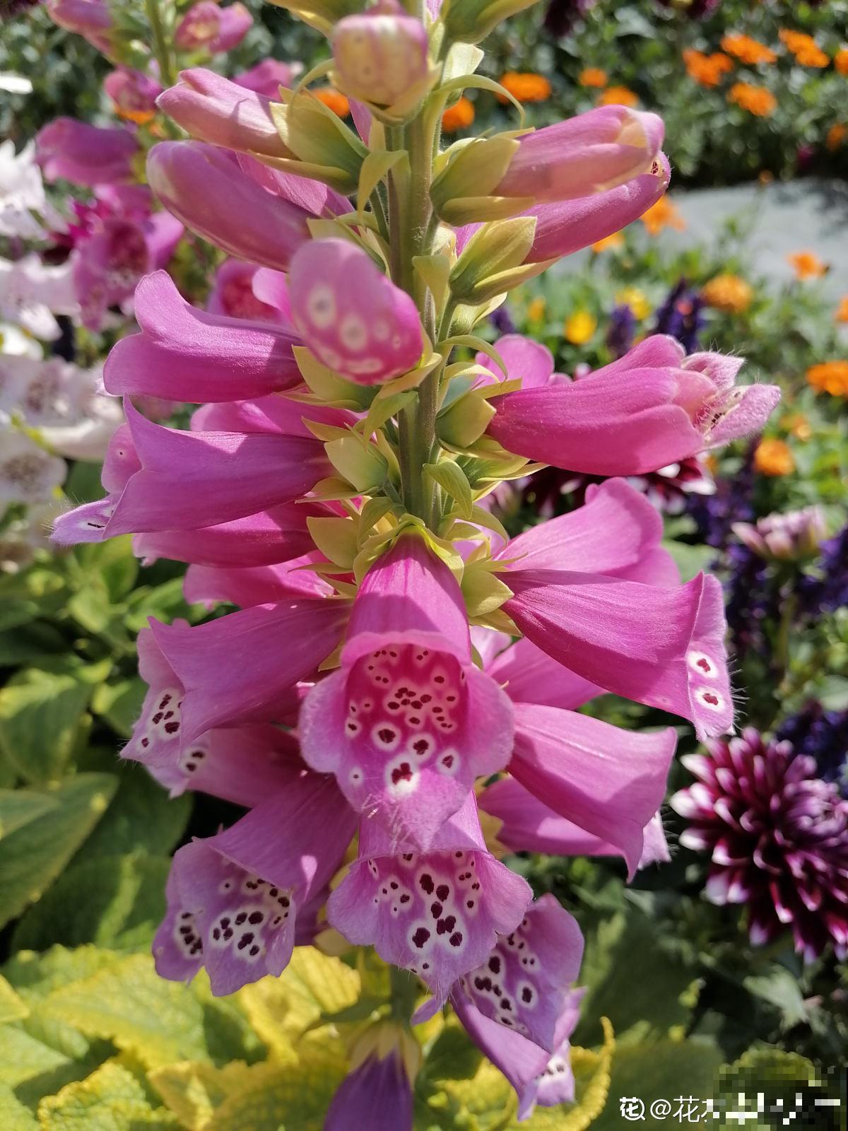 完美“蜕变”的4种花，名字太难听，开花美翻天