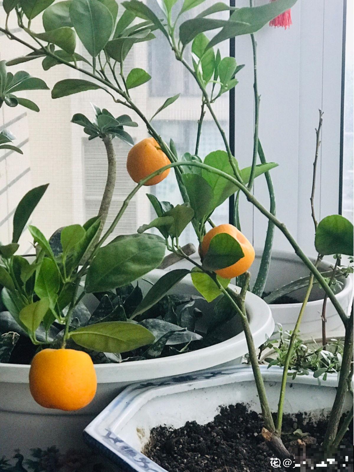 盆栽柑橘想结果，只需5个步骤，养好了就能结出“金元宝”