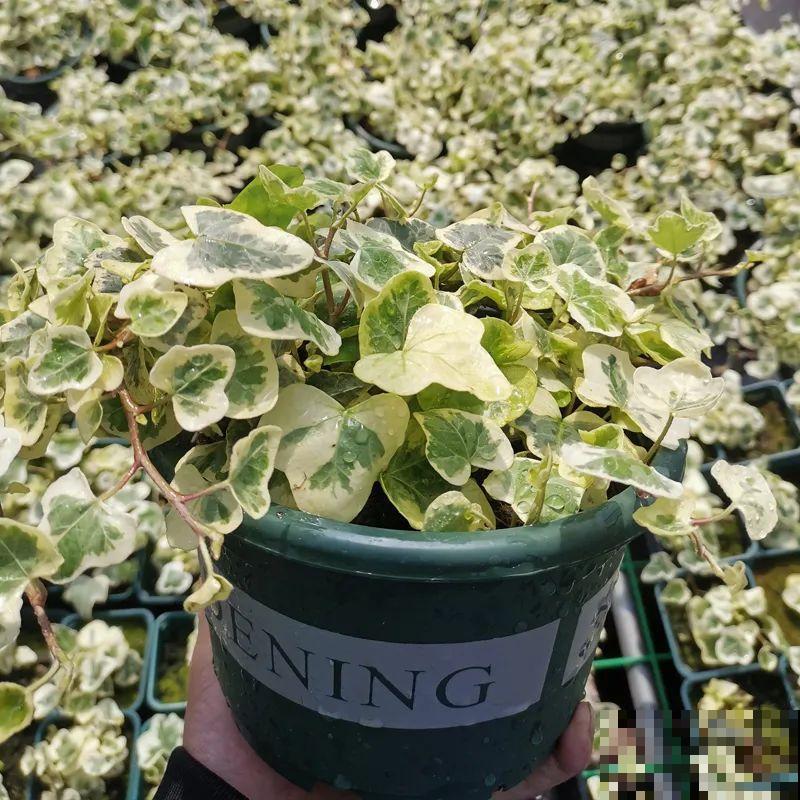 10种花,看着贵气有格调,实际价格很便宜 10种花,看着贵气有格调,实际价格很便宜