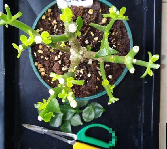 现在给花剪一刀,剪成一个“小平头”,呼呼冒芽爆盆 现在给花剪一刀,剪成一个“小平头”,呼呼冒芽爆盆