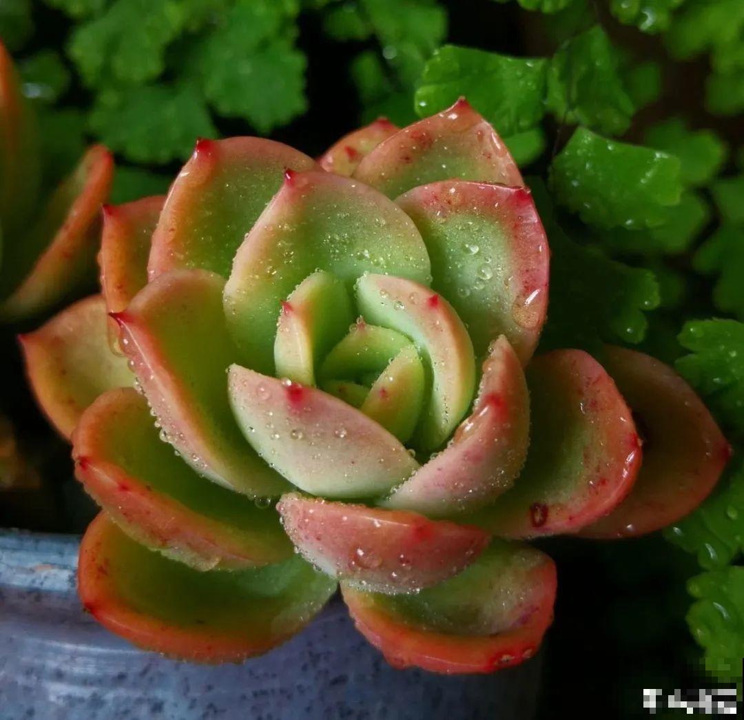 夏天养多肉，别人的绿徒摊，她的却美萌艳，太美了