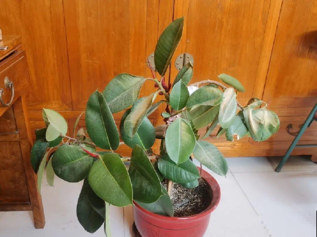 10种花最怕晒，搬进屋里养，不然要死光