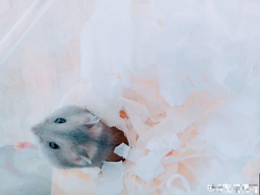 男子追在大象后，捡一筐大象粪，居然是为了养花