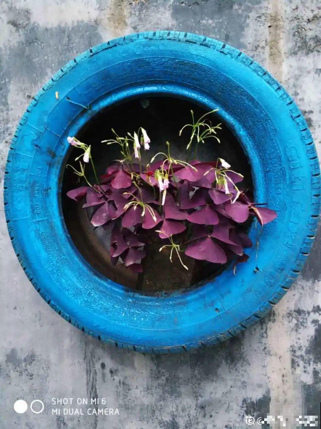 旧筷子、老干妈瓶别扔，拿来养花效果好，省下一笔养花钱