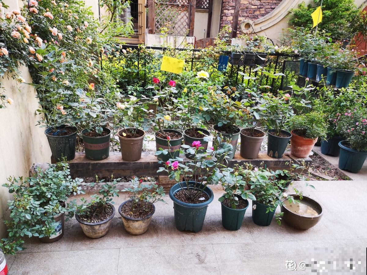 都说有院子好,真正打理起来,才知道有多烦 都说有院子好,真正打理起来,才知道有多烦