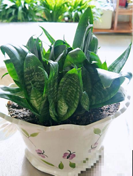 秋天养护虎尾兰,3个要点要注意,冒出满盆“小钢芽” 秋天养护虎尾兰,3个要点要注意,冒出满盆“小钢芽”