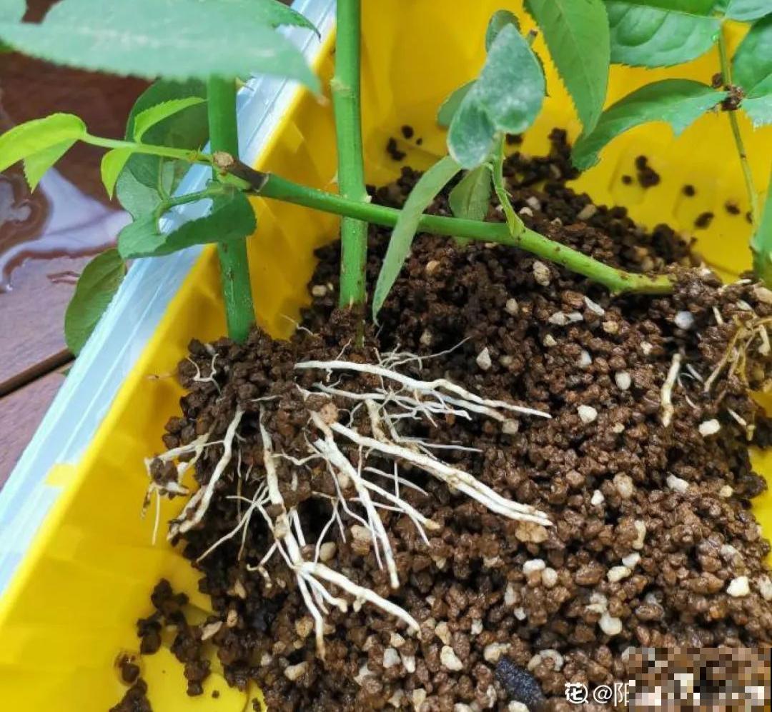 6月份扦插，选好合适的植物品种，沾土、泡水都能活