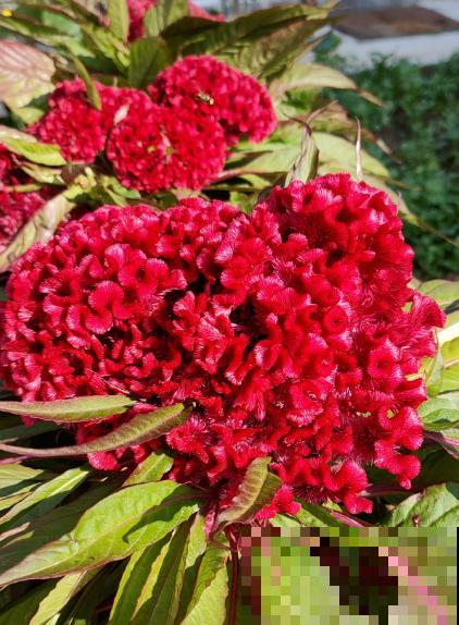 童年常见的20种花，城里很难见到，你认识几种