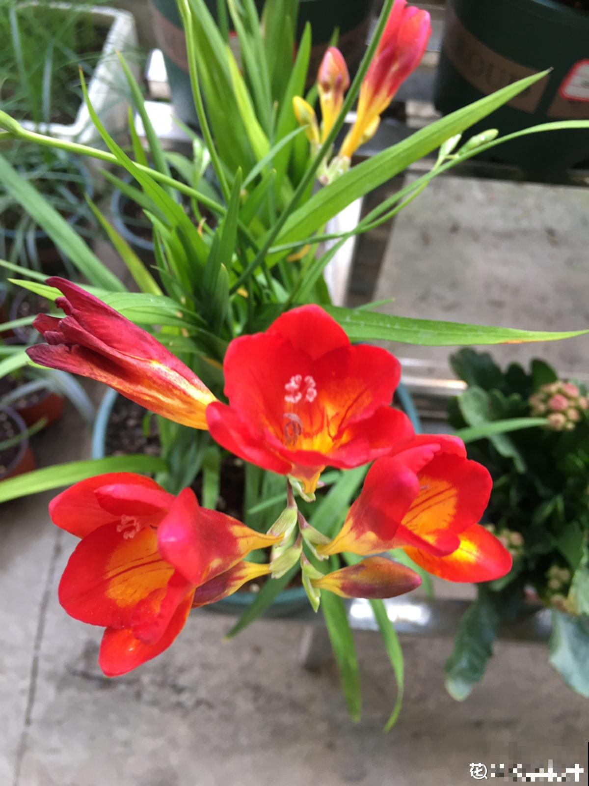 乔迁宴还是得送花!这5种花选好了,友谊更坚固 乔迁宴还是得送花!这5种花选好了,友谊更坚固