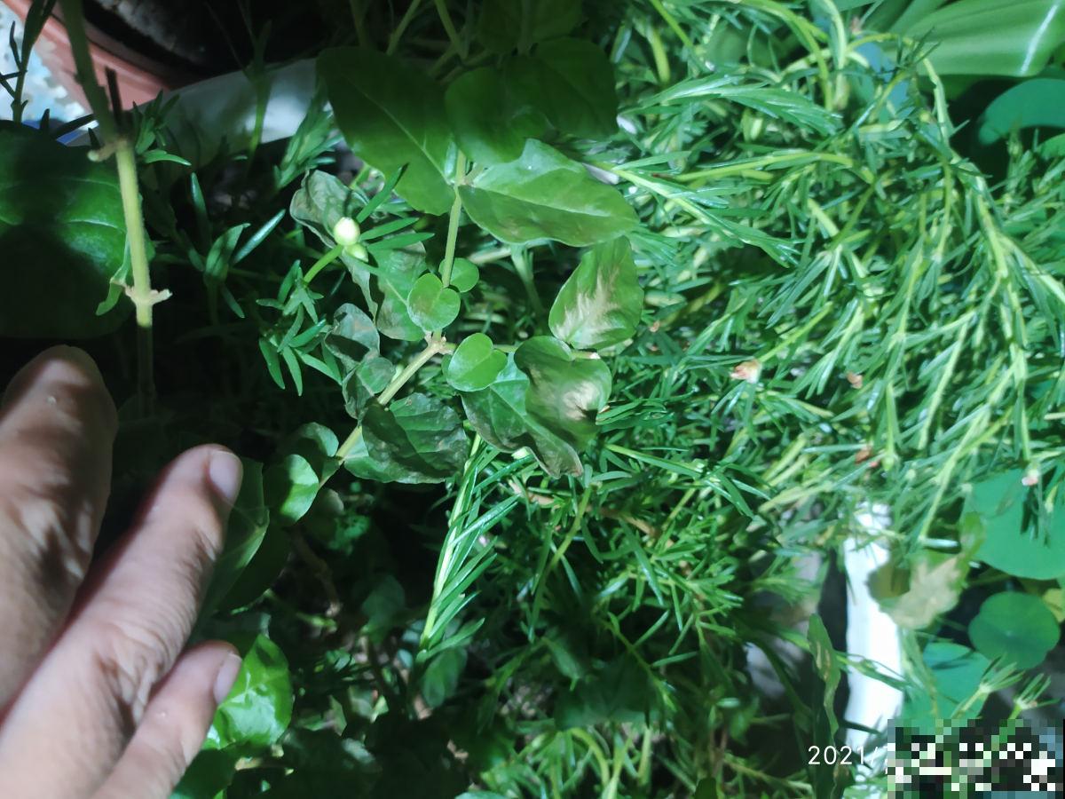 快死的花别丢掉，找对方法补救一下，还能重焕生机