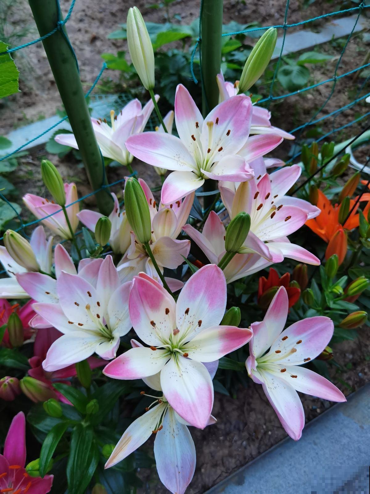 夏天室外养花，不能随心所欲，不然容易烂根又晒伤