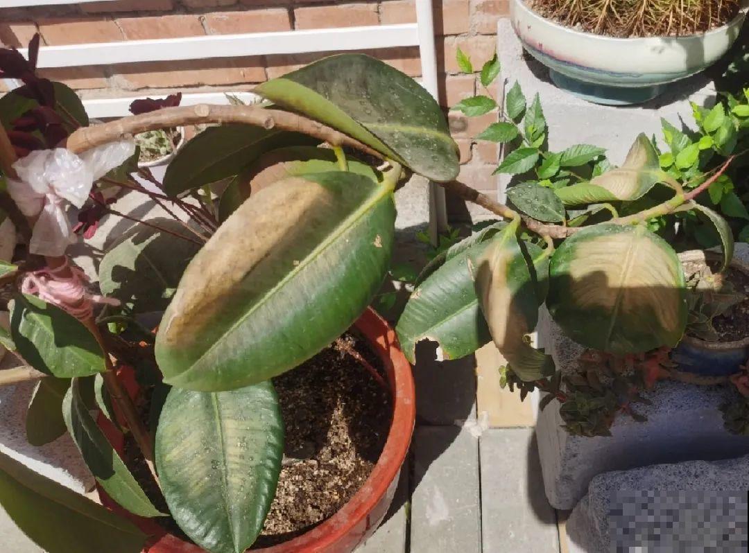 10种花最怕晒，搬进屋里养，不然要死光