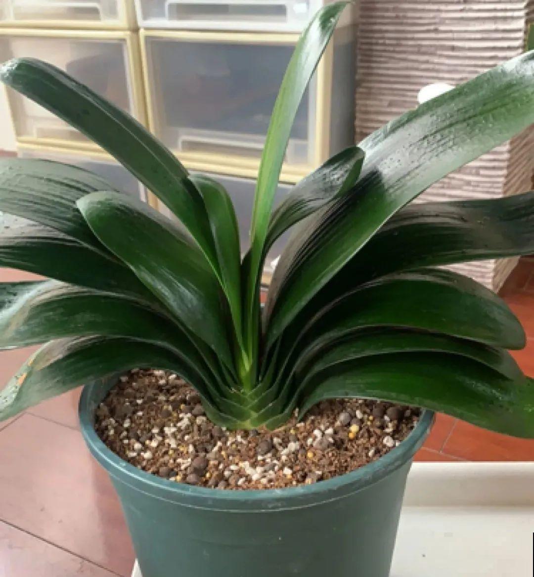 夏天养君子兰，要注意一个“懒”字，不然烂叶又烂芯